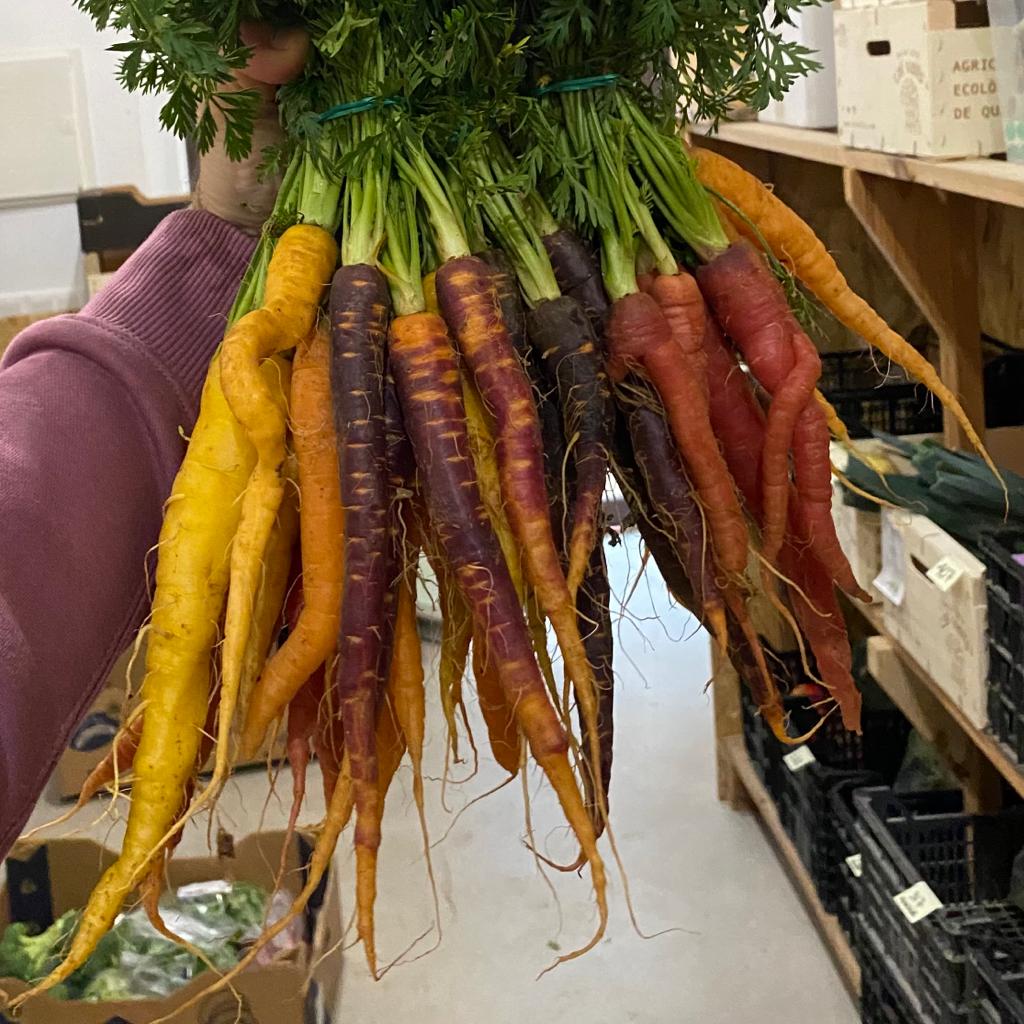 Pastanaga manat de colors