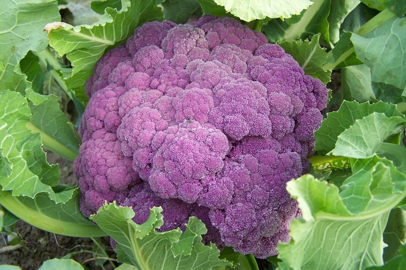 Coliflor morada