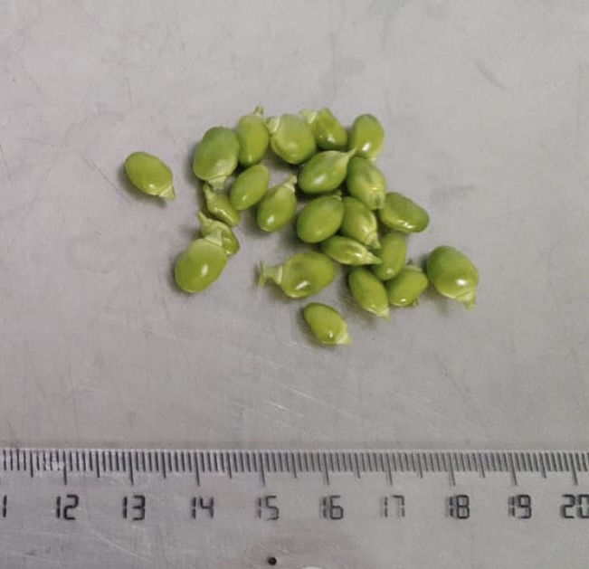 Pèsols petits pelats (100gr)