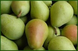 Pera etrusca