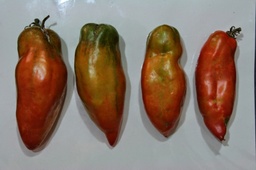 Tomàquet colló de frare&quot;&quot;