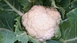 Coliflor